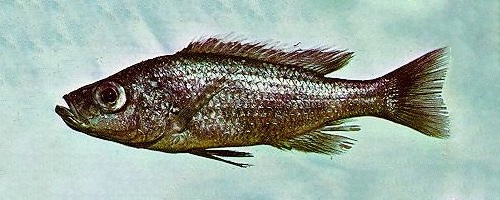 Diplotaxodon ecclesi 'Monkey Bay'